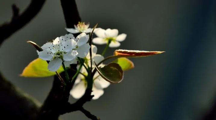 十二生肖与桃花的关系（探寻桃花在十二生肖中的象征意义）