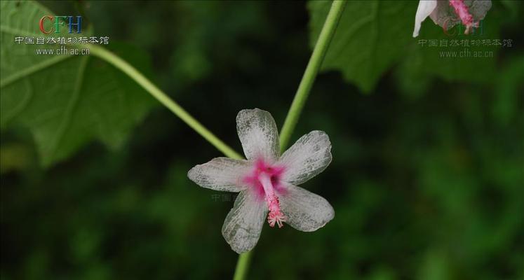 深入了解桃花的功效与作用（探究桃花的美容）