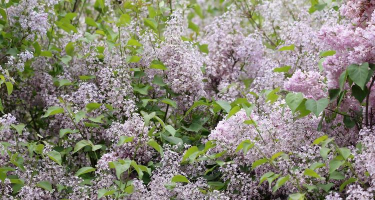 丁香花（丁香花的花语及传说故事）