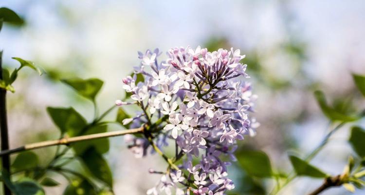 丁香花的花语和寓意（探寻丁香花的深层寓意）