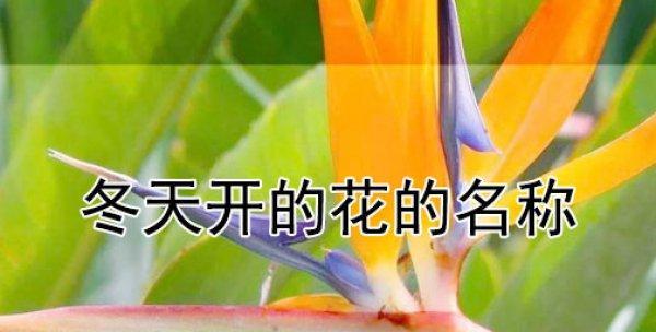 冬季花卉盛开，寒冷中的温暖与美丽（探寻冬天中的花海奇观）