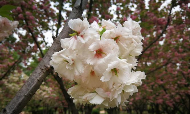 赏樱花，品人生之美（以冬樱花）