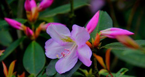 杜鹃花的象征意义与美丽多彩（追寻自由的花朵——杜鹃花）