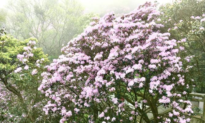 杜鹃花（赏心悦目的花卉背后隐藏着深刻的情感寓意）