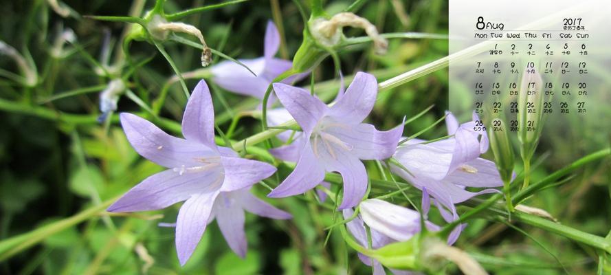 缤纷风铃草（彩色风铃草花语一览）