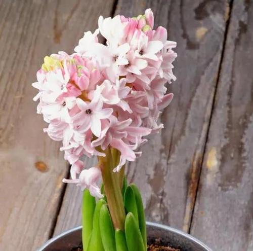 花语传情，茉莉花栀子花和风信子花的秘密（解读花语）