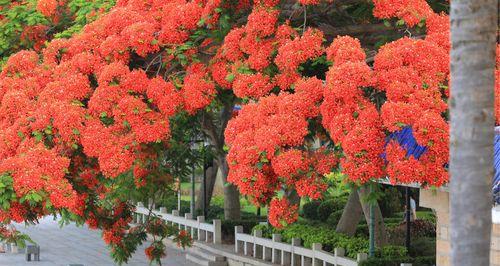 凤凰花（探索凤凰花的花语与神秘力量）