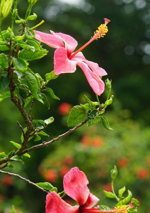 扶桑花（扶桑花花语和含义以及它们的神奇力量）