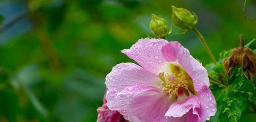 芙蓉花的花语与寓意（探寻芙蓉花的花语）