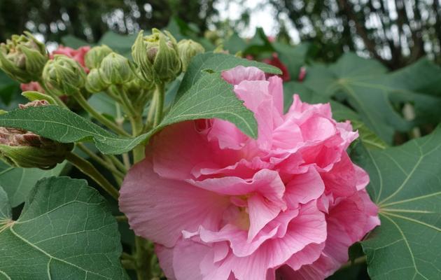 芙蓉花（探寻芙蓉花的花语及其深层寓意）