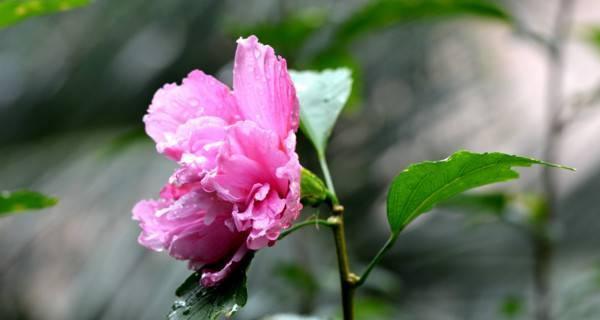 芙蓉花的象征意义及文化价值（探寻芙蓉花的历史背景）