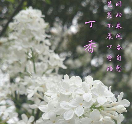 芙蓉树花语（芙蓉树花语与人生哲理的启示）