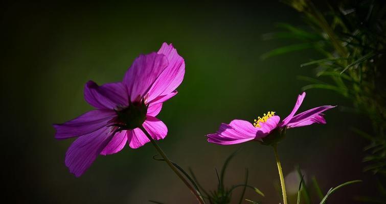 格桑花（格桑花的美丽与意义）