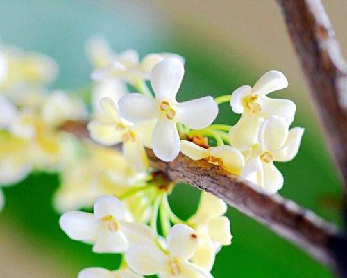 桂花的花语与象征（花香四溢）