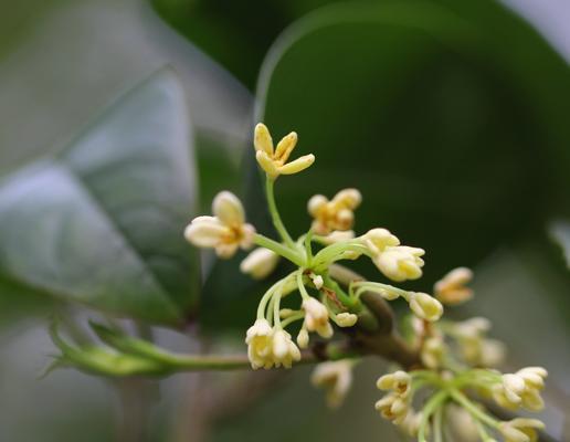 桂花之美（传承千年的花语）