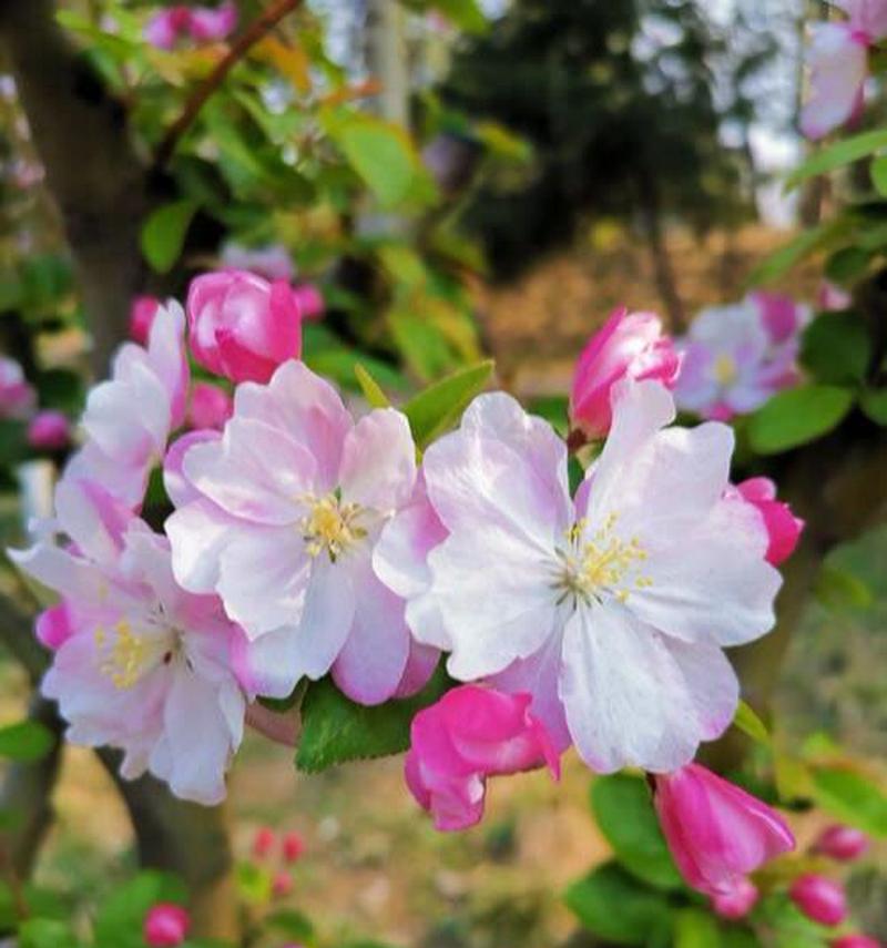 海棠花的含义与传承（探索海棠花的寓意与文化）