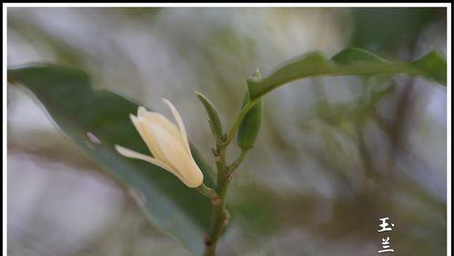 含笑花花语（探秘含笑花的花语之美）