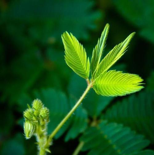 羞草花语（以含羞草为主题的花语故事）