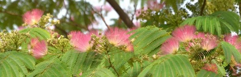 合欢花花语（探索合欢花花语的奥秘）