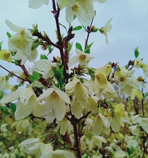 红丁香的花语及象征意义（红丁香花语解读）