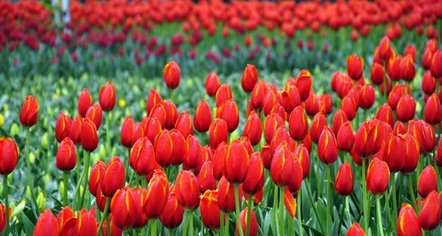 红色郁金香花语（探索红色郁金香的花语之旅）