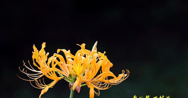 忽地笑花语（探索忽地笑花语的内涵与影响）