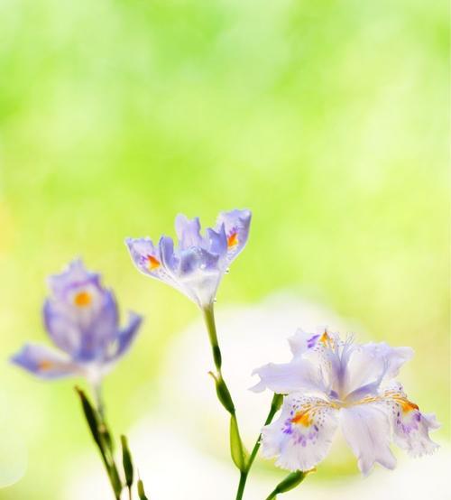 蝴蝶花的花语（探寻蝴蝶花在不同文化中的象征意义）