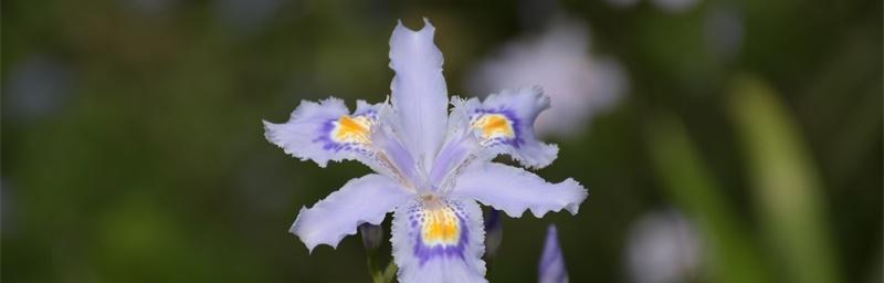 蝴蝶花（探索蝴蝶花的神秘与寓意）