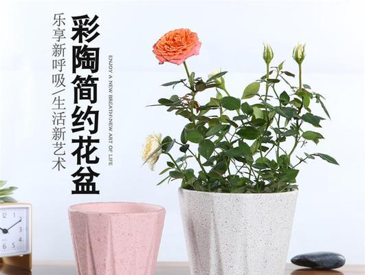 瓷盆花——选择最适合的花种（选对花种让你的瓷盆更美）