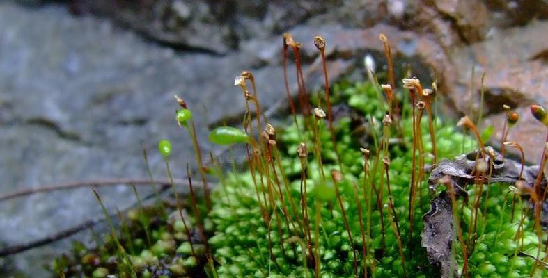 雌雄异株植物的生物学特征（探索植物雌雄异株现象及其意义）