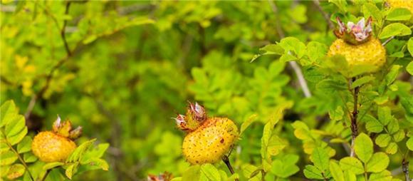 刺梨种植指南——寻找适宜的生长环境（如何选择最佳地点）