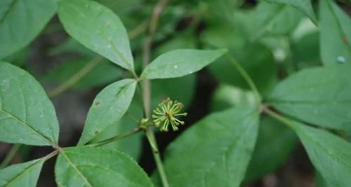 探讨刺五加的保护意义（保护野生植物）