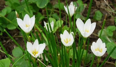 葱兰花开时间及花期全解析（探讨葱兰开花的季节、花期长短）