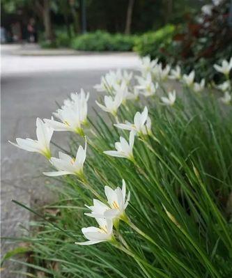 葱莲花期全解析（探寻葱莲花的奥秘）