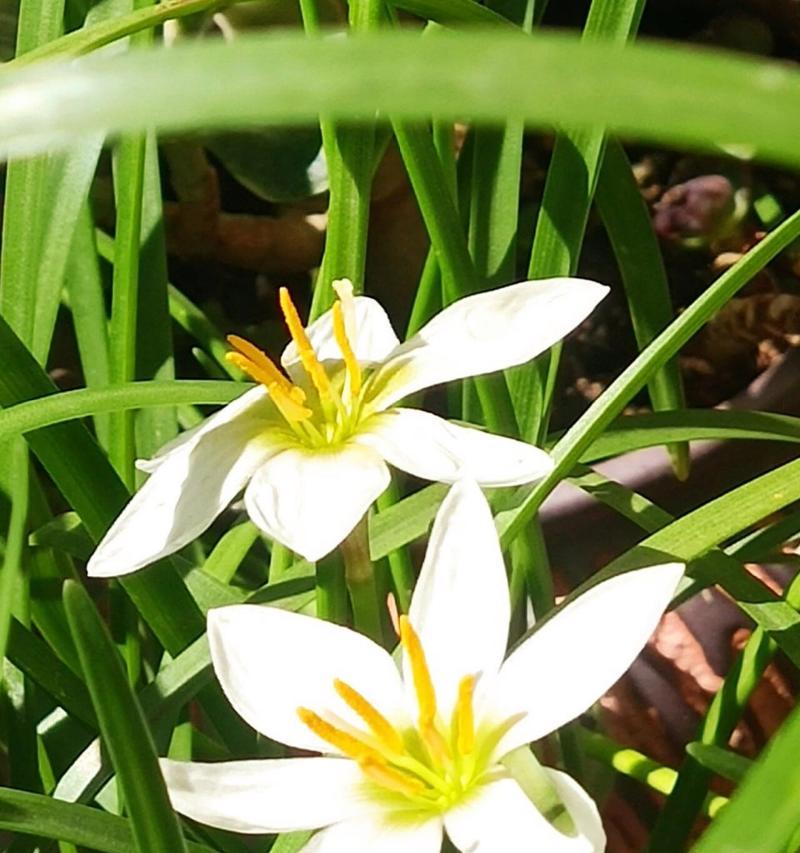 葱莲开花期及栽种要点（了解葱莲的花期）