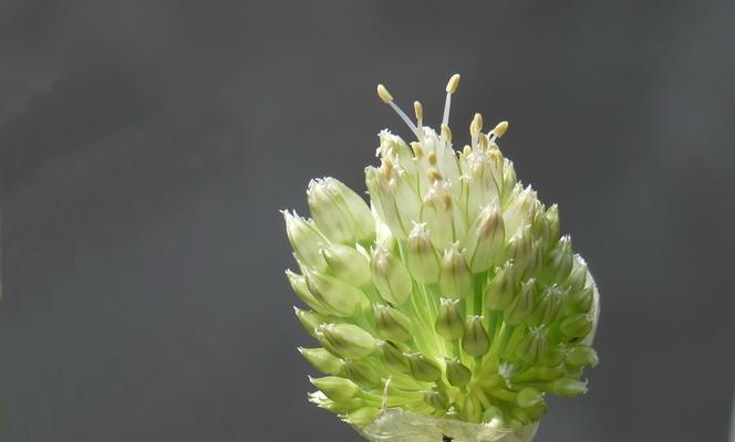 探秘葱头花（一朵小小的“葱花”）