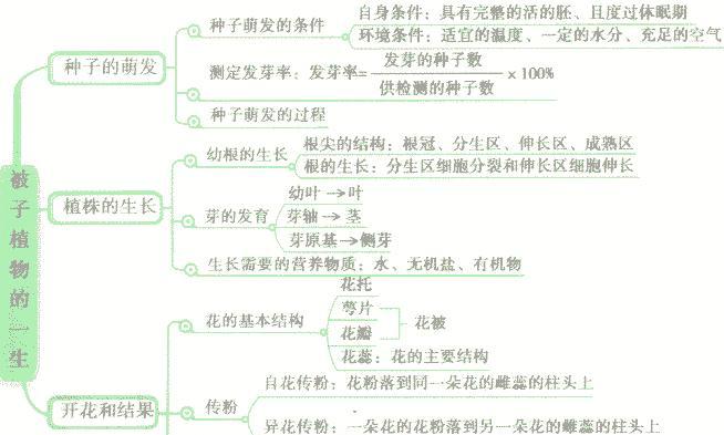 翠菊种子的种植方法（如何在家中种植翠菊）