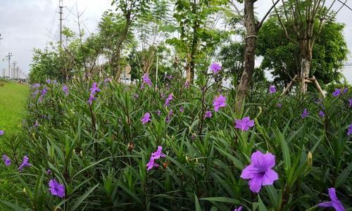 翠芦莉花期究竟在哪里（探究翠芦莉的开花时间及特点）