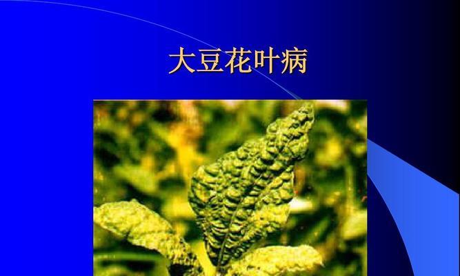 大豆黄叶病的原因与治疗方法（解析大豆黄叶病的成因及其治疗技巧）