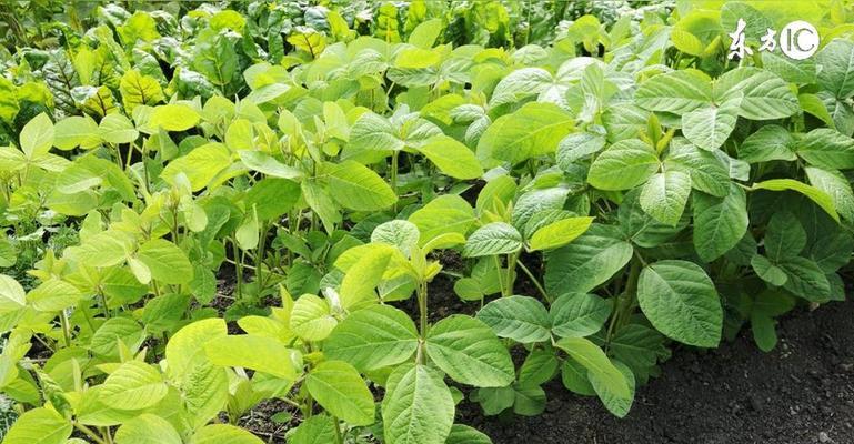 大豆的开花时间（探究大豆开花的季节和特点）