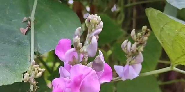 大豆的分类与特点（大豆作为双子叶植物的生态属性）