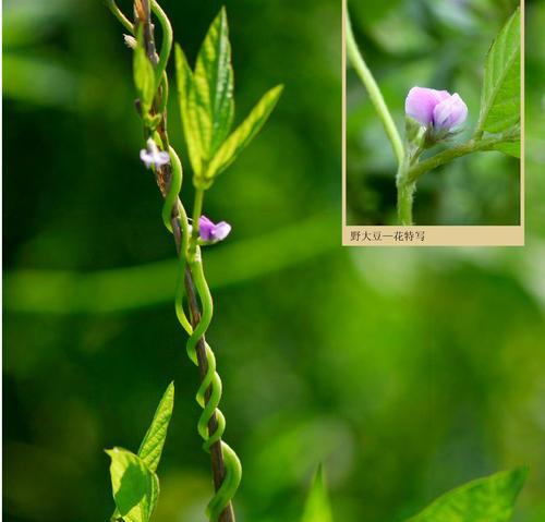 大豆是否为自花授粉植物（探究大豆的授粉方式及其生态意义）