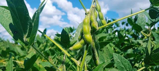 大豆肥料选择的最佳方案（为你的大豆生长提供最有效的营养）