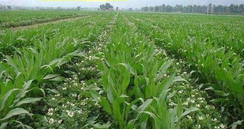 大豆高产种植技术与管理方法（以提高大豆产量为目标的种植技巧和管理技术）