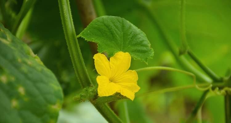 黄瓜花是否为完全花（探究黄瓜花的生殖特性）