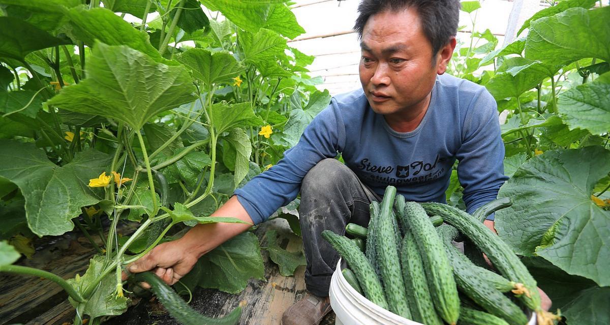 黄瓜浇什么肥料合适（探究黄瓜种植的肥料需求）