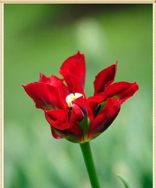 花开时刻，时间如约（以花语传递时间守约的力量）