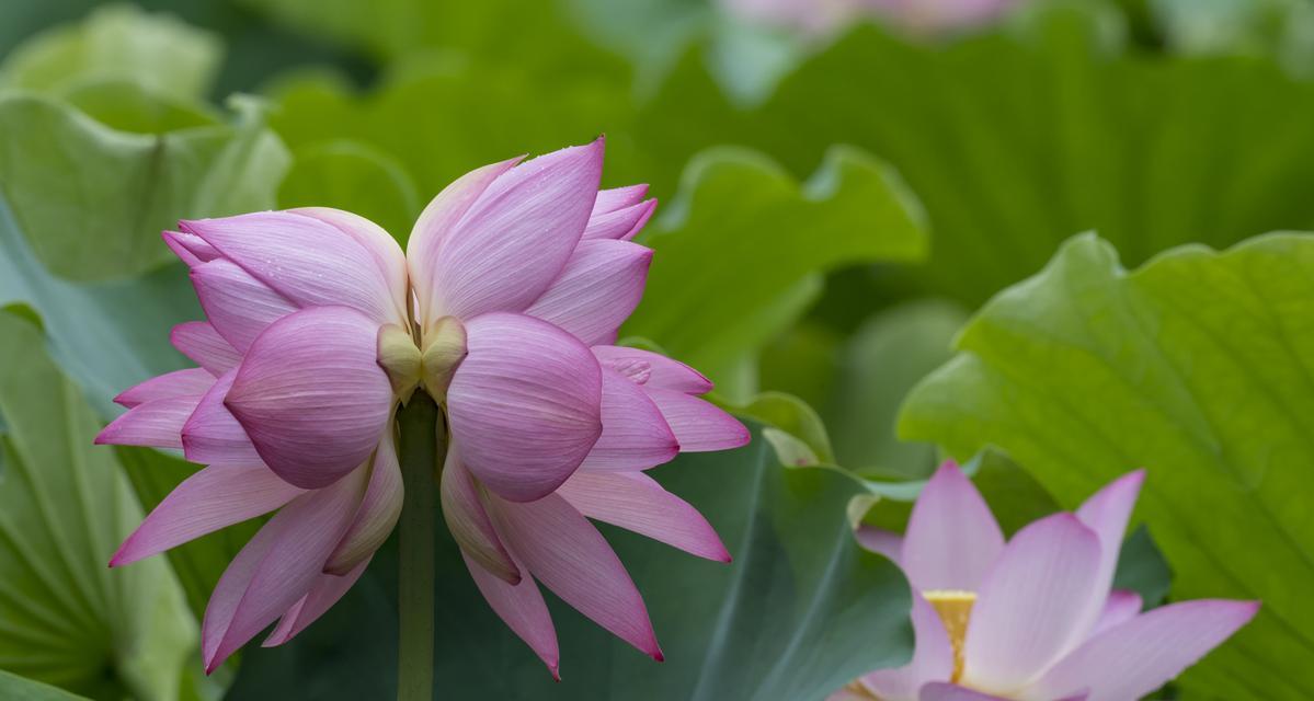 并蒂莲（探索并蒂莲的深刻意义与传承）