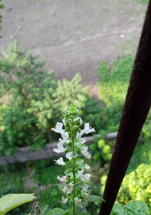 以波路开花（解读水波荷花的美丽）