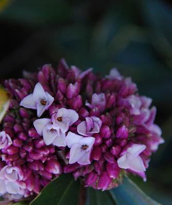 缤纷瑞香花的花语与含义（通过不同颜色的瑞香花了解其独特的寓意）